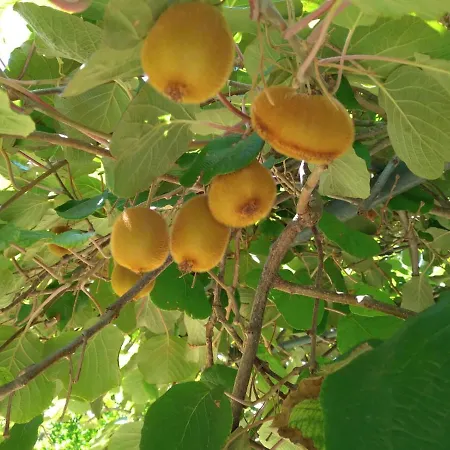 Kalamaki Ağaçlı