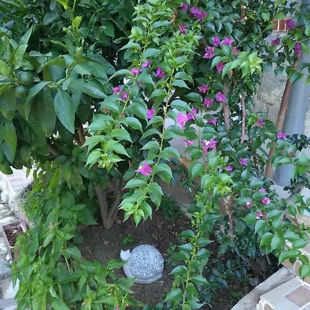 Kalamaki Ağaçlı